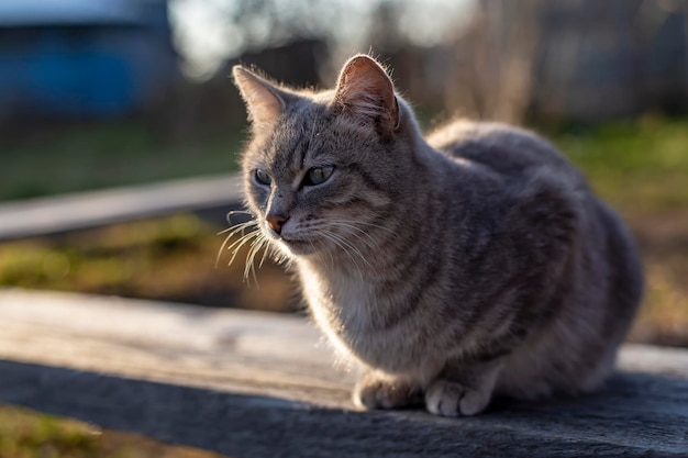 Un lindo gato joven se sienta en un banco de madera y mira atentamente a lo lejos