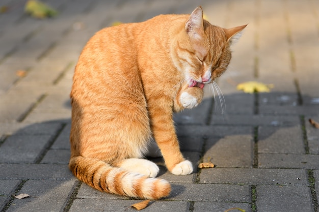 Lindo gato joven se sienta en la carretera y se lame la pata delantera en luz soleada