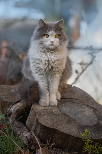 Lindo gato juega en el patio Retrato de un gato en la granja