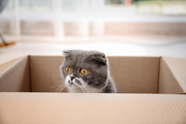 Lindo gato jugando con caja de cartón en casa