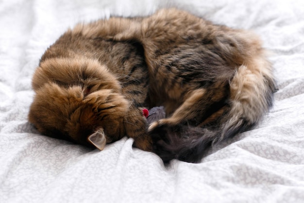 Lindo gato jugando con un juguete de ratón en una cama blanca en una habitación elegante y soleada Maine coon con ojos verdes jugando con emociones divertidas en una cama cómoda Espacio para texto xA