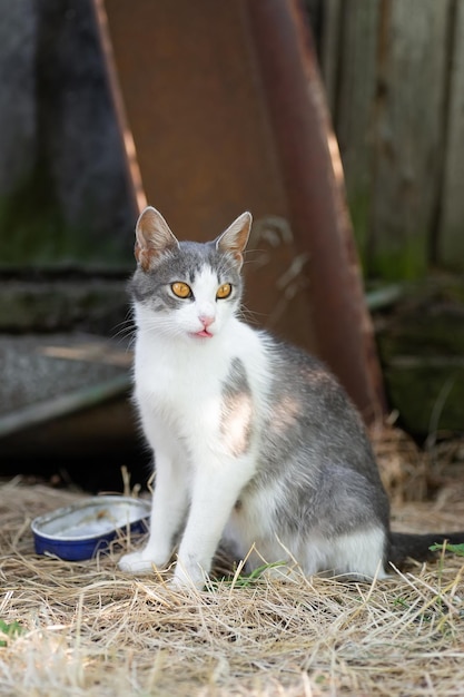 Lindo gato jugando en el parque en día lluvioso