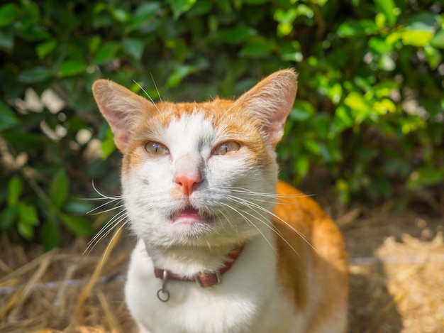 Lindo gato laranja e branco, olhando para a câmera