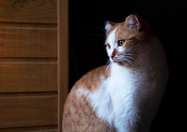 Lindo gato laranja e branco sentado perto da janela