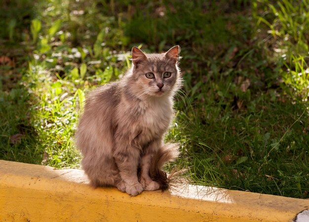 Lindo gato en la luz del sol de la tarde región de Moscú Rusia