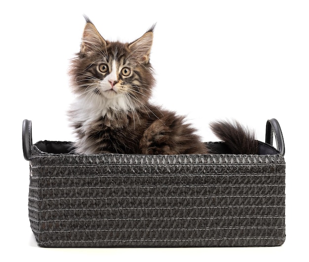 Foto lindo gato maine coon en una canasta negra