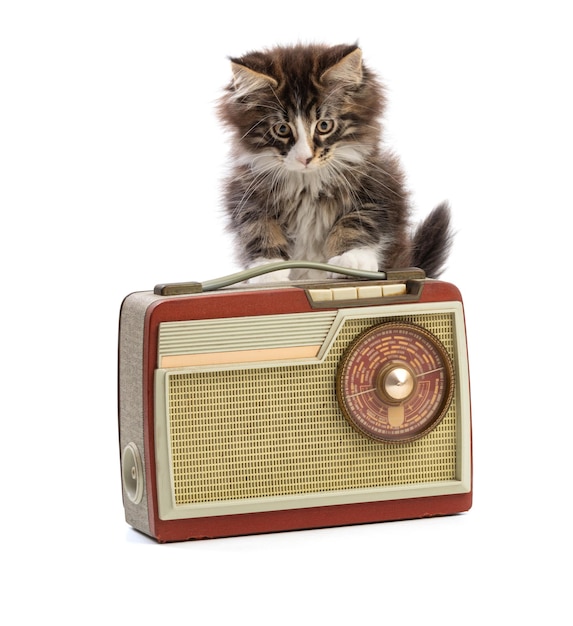 Lindo gato maine coon con radio vintage