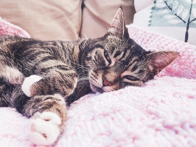 Lindo gato malhado feminino em casa adorável retrato de animal de estimação doméstico