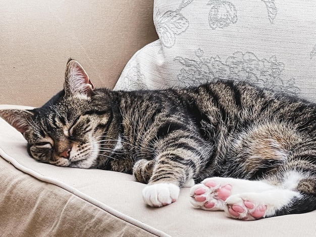 Lindo gato malhado feminino em casa adorável retrato de animal de estimação doméstico