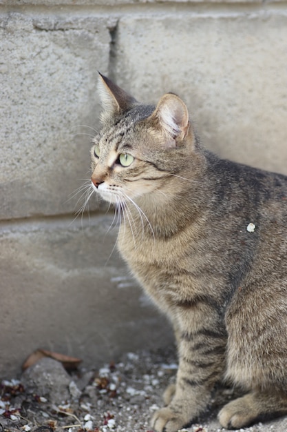 lindo gato malhado posando retrato de um gato doméstico malhado em um garfo