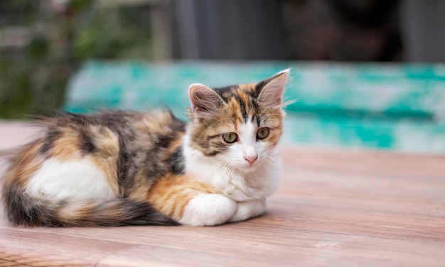 Un lindo gato manchado descansa sobre una mesa al aire libre con una copia del espacio