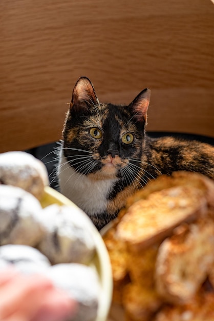 Lindo gato manchado em uma cadeira em um café