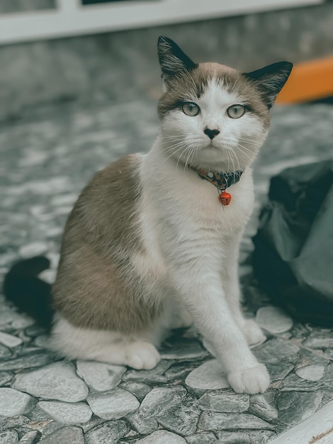 Lindo gato marrom e branco olhando para a câmera