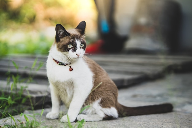 Lindo gato marrón y blanco jugando en el jardín.