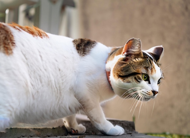 Un lindo gato marrón y blanco