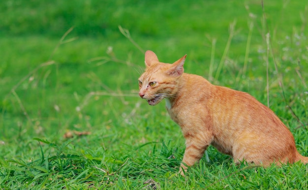 Lindo gato marrón en el césped