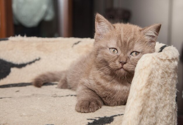 Lindo gato marrón