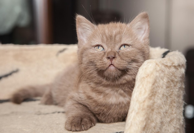 Lindo gato marrón