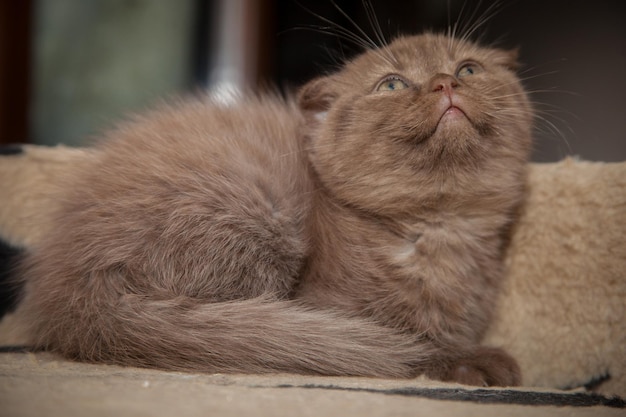 Lindo gato marrón