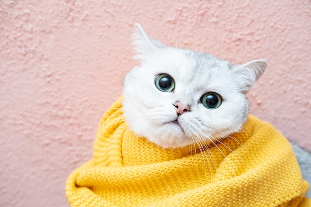 Lindo gato melancólico com olhar pensativo de cachecol de malha amarelo