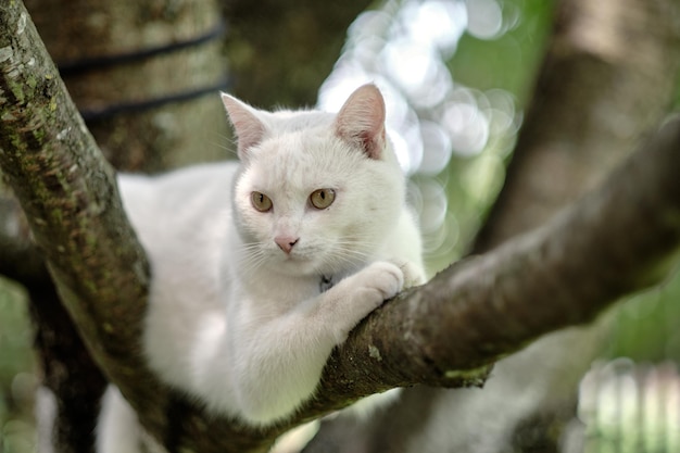 Lindo gato miente y se relaja en un árbol en el jardín