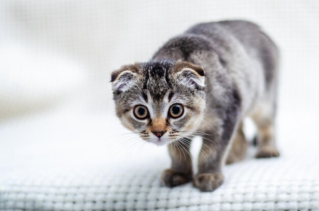 Lindo gato con mirada interesada