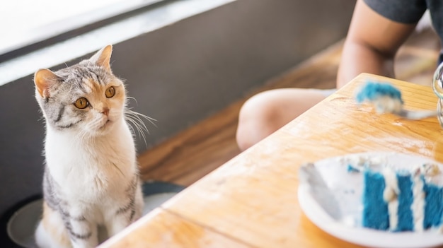 Lindo gato mirando pastel en una mesa de madera