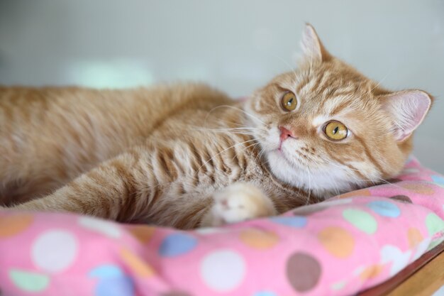 Lindo gato mirando relajado