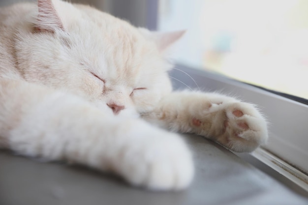 Foto lindo gato mirando relajarse