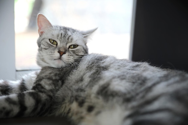 Foto lindo gato mirando relajarse