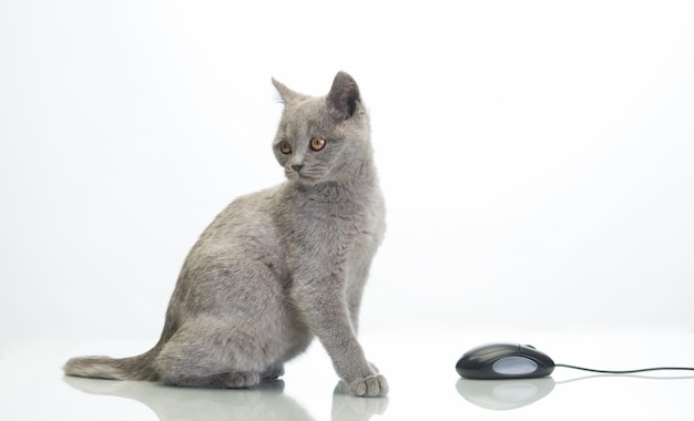 Lindo gato con un mouse de computadora