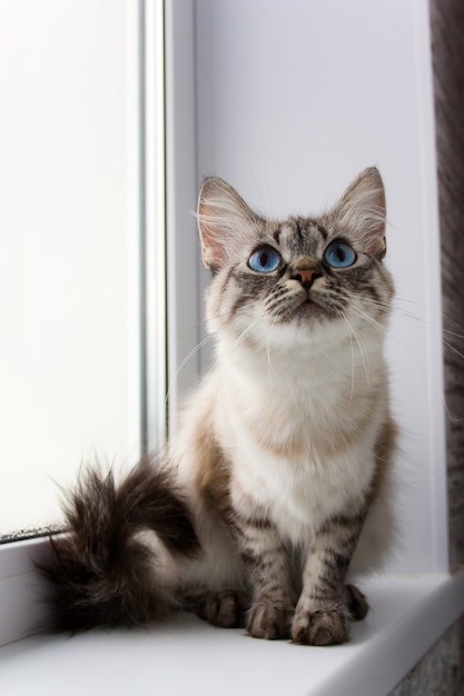 Lindo gato mullido con ojos azules sentado en un alféizar de la ventana retrato