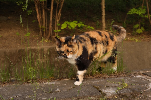 Lindo gato multicolorido andando ao ar livre na primavera