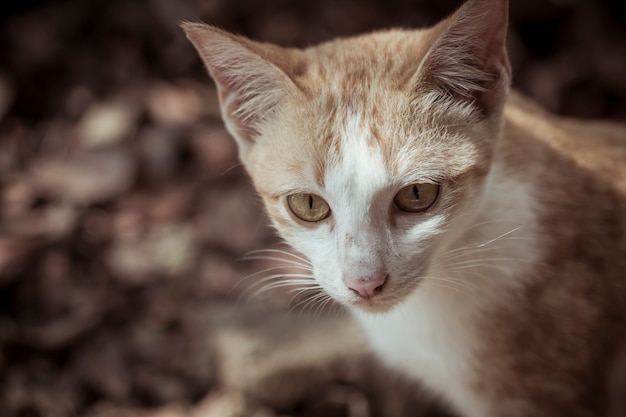 Un lindo gato naranja tendido en el suelo esperando