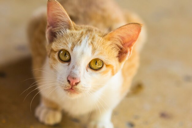 Un lindo gato naranja tendido en el suelo esperando