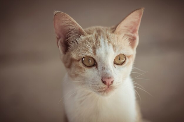 Un lindo gato naranja tendido en el suelo esperando