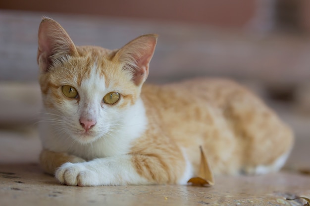 Un lindo gato naranja tendido en el suelo esperando
