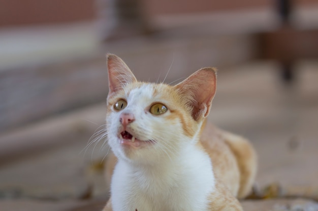 Un lindo gato naranja tendido en el suelo esperando