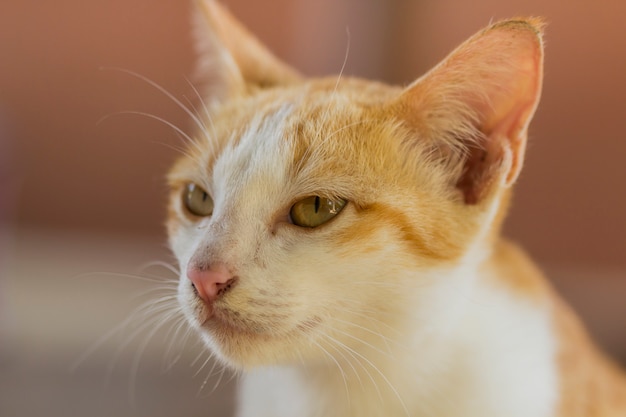 Un lindo gato naranja tendido en el suelo esperando