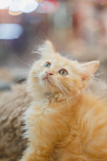 Lindo gato naranja en varios gestos.