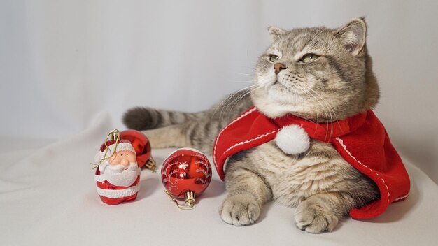 Un lindo gato de Navidad Concepto de celebración de Navidad y Año Nuevo