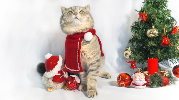 Un lindo gato de Navidad Concepto de celebración de Navidad y Año Nuevo