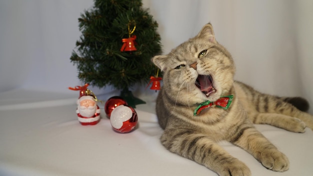 Un lindo gato de Navidad Concepto de celebración de Navidad y Año Nuevo