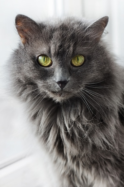 Lindo gato Nebelung sentado perto da janela