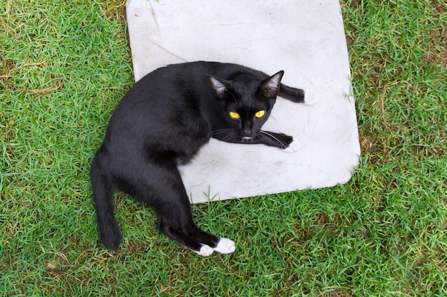 Lindo gato negro acostado en la vista de la parte superior del césped de hierba verde