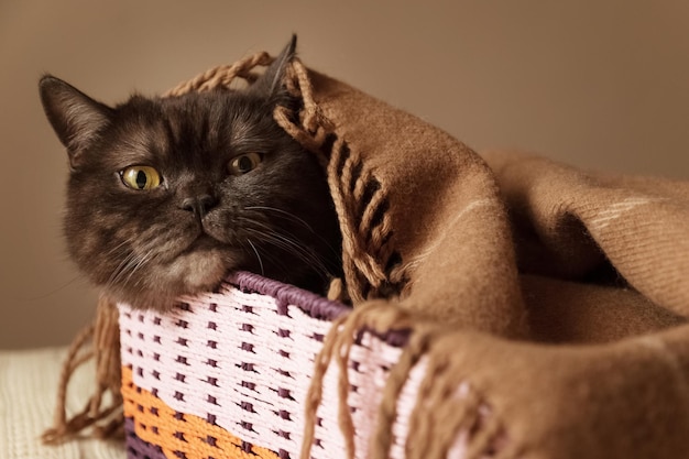 Lindo gato negro asomándose desde una caja de mimbre cubierta con una manta cálida