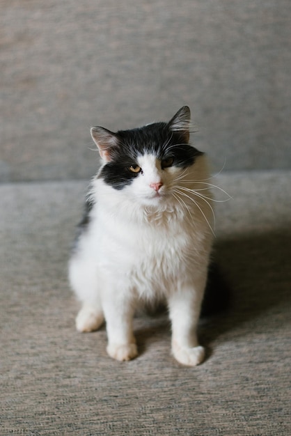 Lindo gato negro blanco esponjoso sentado en el sofá