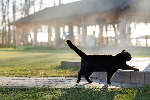 Foto lindo gato negro caminando al aire libre estilo de vida rural