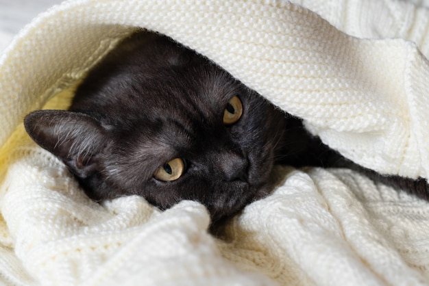 Lindo gato negro duerme cubierto con una cálida manta