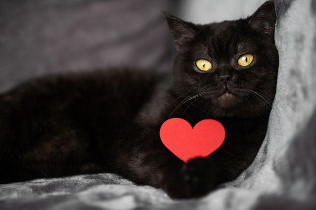 Lindo gato negro se encuentra en una cama con forma de corazón rojo en sus patas, mira a la cámara, retrato de primer plano. Concepto de amor y día de San Valentín